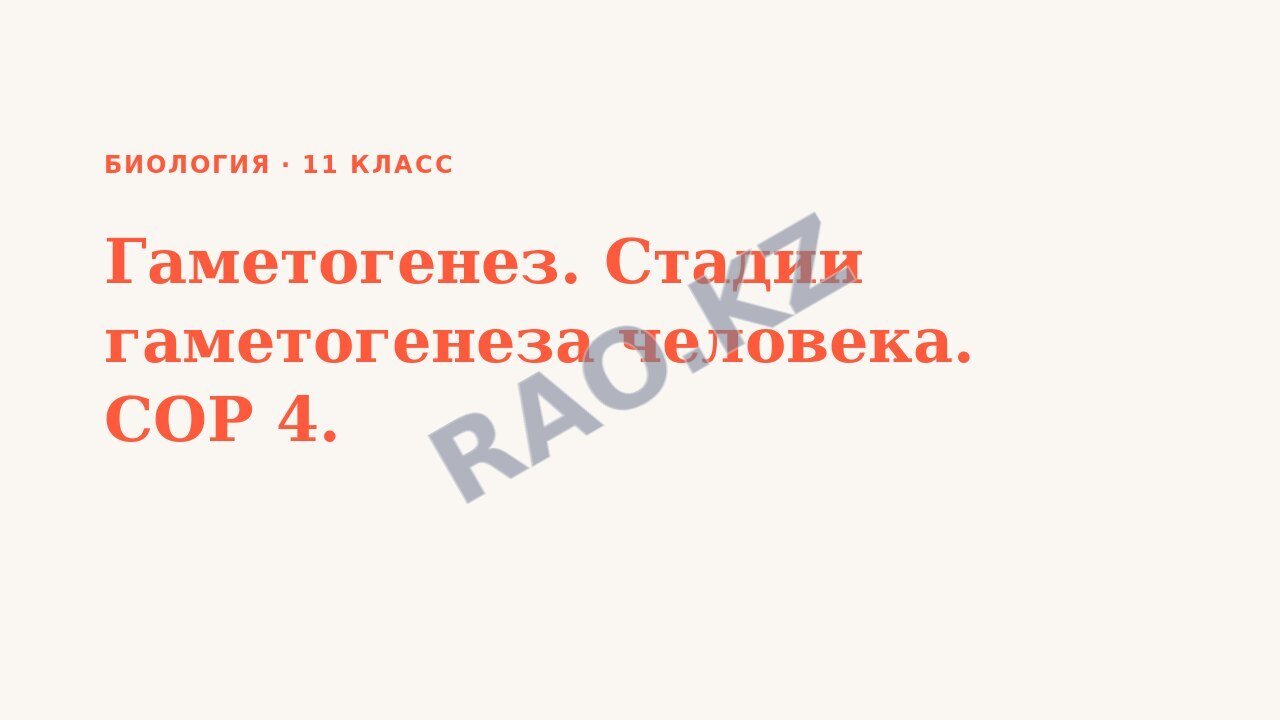 Презентация Биология 11 класс Гаметогенез. Стадии гаметогенеза человека. СОР 4.
